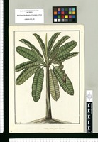 Musa, platano guineo de la tierra / Francisco Pulgar. Original drawing from Ruiz & Pavón's Expedition (1777-1816)
