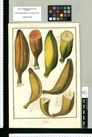 Musa. Original drawing from Ruiz & Pavón's Expedition (1777-1816)