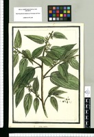 Celtis scabra / Brunete. Original drawing from Ruiz & Pavón's Expedition (1777-1816)