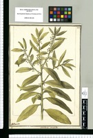 Caballeria [oblonga]. Manglillo / J[ose]ph Brunete. Original drawing from Ruiz & Pavón's Expedition (1777-1816)