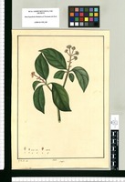 Aralia / J[osé] G[abriel] R[ivera] del. Original drawing from Ruiz & Pavón's Expedition (1777-1816)