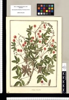 Mimosa sensitiva / Fran[cis]co Pulgar. Original drawing from Ruiz & Pavón's Expedition (1777-1816)