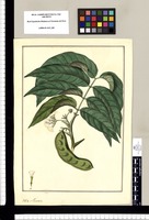Mimosa [Inga ruiziana]. Original drawing from Ruiz & Pavón's Expedition (1777-1816)