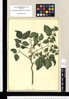 Mimosa [Leucaena trichodes] / Xavier Cortés del. Original drawing from Ruiz & Pavón's Expedition (1777-1816)
