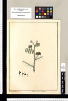 Mimosa prostrata / Xav[ier] Cor[té]s y Alco[ce]r del. Original drawing from Ruiz & Pavón's Expedition (1777-1816)