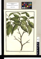 Ficus / Galvez. Original drawing from Ruiz & Pavón's Expedition (1777-1816)