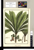 Clavija spathulata / Brunete. Original drawing from Ruiz & Pavón's Expedition (1777-1816)
