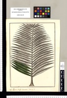 Palma: Vulgo Camona. Iriartea?. Original drawing from Ruiz & Pavón's Expedition (1777-1816)