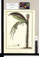 Martinezia ciliata: Palma. Vulgo chonta. Genus novum. Original drawing from Ruiz & Pavón's Expedition (1777-1816)