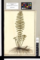 Polypodium / J[ose]ph Brunete. Original drawing from Ruiz & Pavón's Expedition (1777-1816)