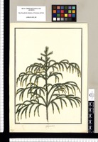 Lycopodium [cernuum] / Brunete. Original drawing from Ruiz & Pavón's Expedition (1777-1816)