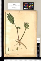 Amomum / J[osé] G[abriel] R[ivera] del. Original drawing from Ruiz & Pavón's Expedition (1777-1816)