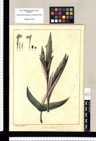 Thalia pilosa / Xavier Cortes y Alcoser del. Original drawing from Ruiz & Pavón's Expedition (1777-1816)