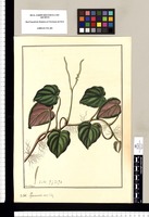 Peperomia cordifolia / Fran[cis]co Pulgar. Original drawing from Ruiz & Pavón's Expedition (1777-1816)
