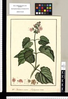 Calyxhymenia viscosa / Fran[cis]co Pulgar. Original drawing from Ruiz & Pavón's Expedition (1777-1816)