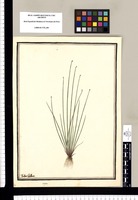 Scirpus / Ysidro Galvez. Original drawing from Ruiz & Pavón's Expedition (1777-1816)