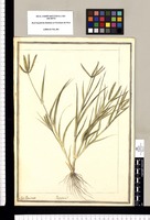 Paspalum? / J[ose]ph Brunete. Original drawing from Ruiz & Pavón's Expedition (1777-1816)