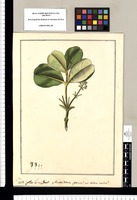 ¿An Genus nov.? ¿Alzatea nova species? an eadem nostra?. Original drawing from Ruiz & Pavón's Expedition (1777-1816)