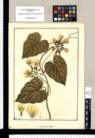 Convolvulus luteus / Fran[cis]co Pulgar. Original drawing from Ruiz & Pavón's Expedition (1777-1816)