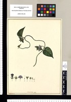 Convolvulus / Xavier Cortés del. Original drawing from Ruiz & Pavón's Expedition (1777-1816)