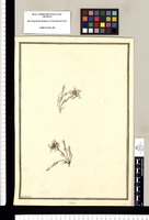 Echites / J[ose]ph Brunete. Original drawing from Ruiz & Pavón's Expedition (1777-1816)