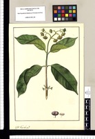 Cerbera?. Original drawing from Ruiz & Pavón's Expedition (1777-1816)