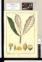 Genipa: Vitu ¿an Varietas? / José Rivera del. Original drawing from Ruiz & Pavón's Expedition (1777-1816)