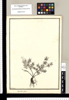 Achyranthes conferta / J[ose]ph Brunete. Original drawing from Ruiz & Pavón's Expedition (1777-1816)