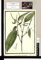 Gen. nov: Piperi affine, P. quinquenerve / Brunete. Original drawing from Ruiz & Pavón's Expedition (1777-1816)