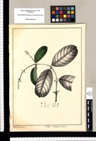 Combretum odoratum / Xav[ier] Cor[té]s y Alco[ce]r del. Original drawing from Ruiz & Pavón's Expedition (1777-1816)