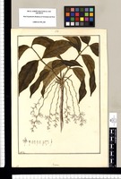Guarea [filiformis]/ Fran[cis] Pulgar. Original drawing from Ruiz & Pavón's Expedition (1777-1816)