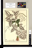 Paulinia [sic]/ Fran[cis]co Pulgar. Original drawing from Ruiz & Pavón's Expedition (1777-1816)