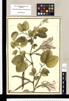 Bauhinia aculeata: L. / [Jose]ph Brunete. Original drawing from Ruiz & Pavón's Expedition (1777-1816)