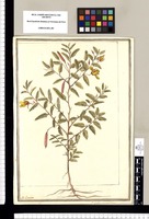 P. Cassia Mimosioides [sic] L / J[ose]ph Brunete. Original drawing from Ruiz & Pavón's Expedition (1777-1816)