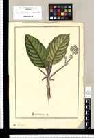 Cassyta [sic]. Original drawing from Ruiz & Pavón's Expedition (1777-1816)