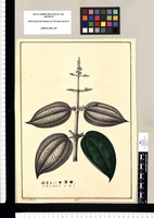 [Melastoma] / Xavier Cortés del. Original drawing from Ruiz & Pavón's Expedition (1777-1816)