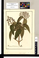 Melastoma ¿carinata? / Fran[cis]co Pulgar. Original drawing from Ruiz & Pavón's Expedition (1777-1816)