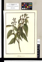 Melastoma carinata / Brunete. Original drawing from Ruiz & Pavón's Expedition (1777-1816)