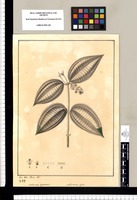 Melastoma dependens, Melastomae affine / Jose Gabr[iel] Rivera del. Original drawing from Ruiz & Pavón's Expedition (1777-1816)