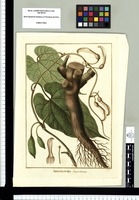 Aristolochia fragrantissima / Isidro Galvez del., José María Vega inc.. Prints from the Flora Peruviana et Chilensis publication (1792-1822). Identification after original