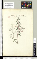 [Lopezia racemosa Cav. (Onagraceae)]. Original drawing from Sessé & Mociño's Expedition (1787-1803)