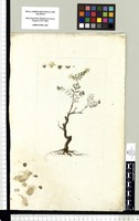 [Menodora sp. (Oleaceae)]. Original drawing from Sessé & Mociño's Expedition (1787-1803)