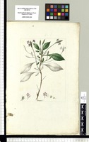 [Elytraria sp. (Acanthaceae)]. Original drawing from Sessé & Mociño's Expedition (1787-1803)