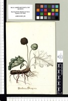Dorstenia Drakenia. Original drawing from Sessé & Mociño's Expedition (1787-1803)