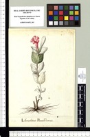 Lisianthus Pauciflorus. Original drawing from Sessé & Mociño's Expedition (1787-1803)