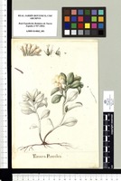 Turnera Pumilea. Original drawing from Sessé & Mociño's Expedition (1787-1803)