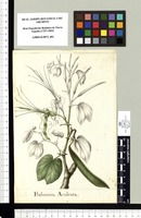 Bahuinia Aculeata. Original drawing from Sessé & Mociño's Expedition (1787-1803)