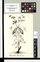 Euphorbia Iunciformis. Original drawing from Sessé & Mociño's Expedition (1787-1803)