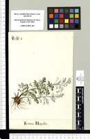 Erinus Humilis. Original drawing from Sessé & Mociño's Expedition (1787-1803)
