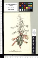 Lobelia Paztquarensis. Original drawing from Sessé & Mociño's Expedition (1787-1803)